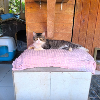 Coco