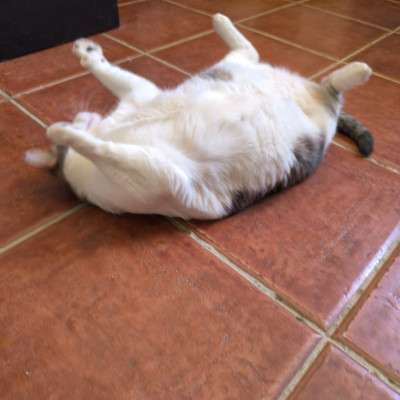 Pepa