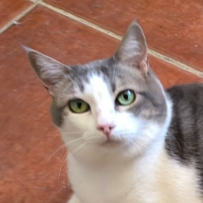 Pepa