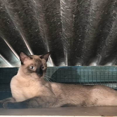 Max