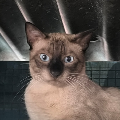 Max