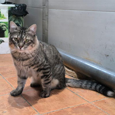 Kit