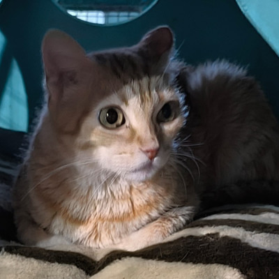 Katy