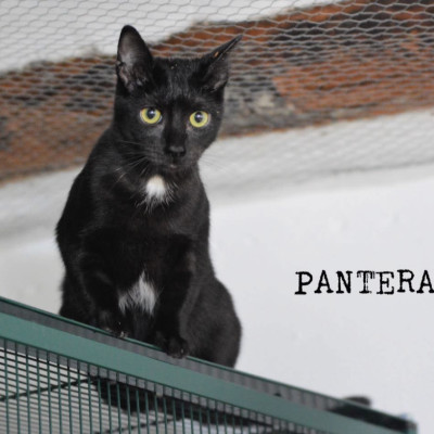 PANTERA