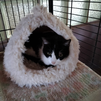 Foto de ZORRO