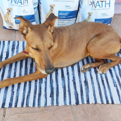 Balu