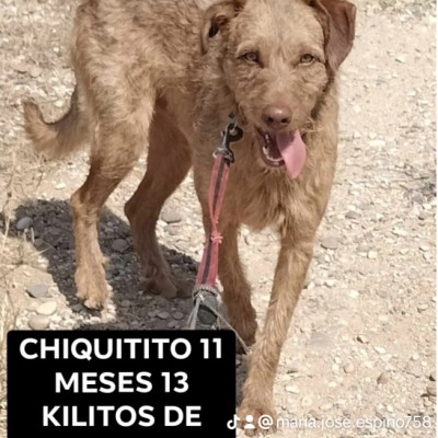 Chiquitito