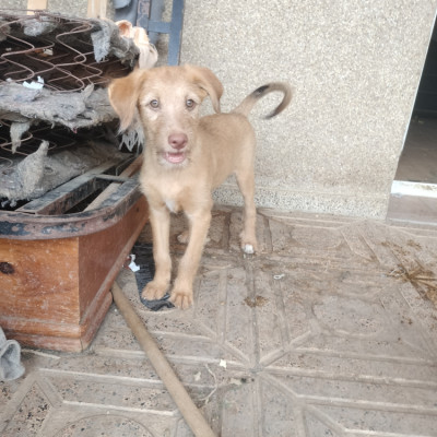 Chiquitita