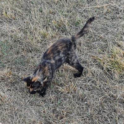 JASPI