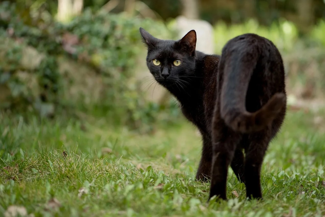 gat negre
