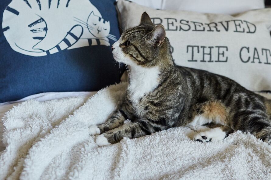 gat adoptat
