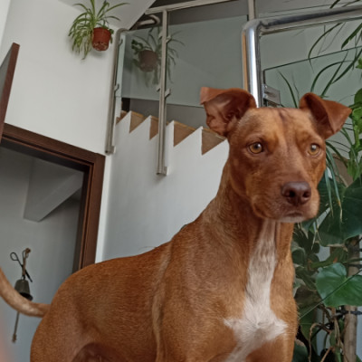 MILLO