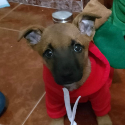 Estrella