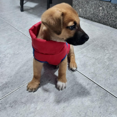 Simba