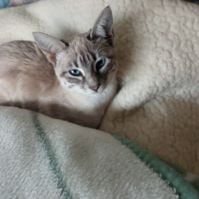 Kitty