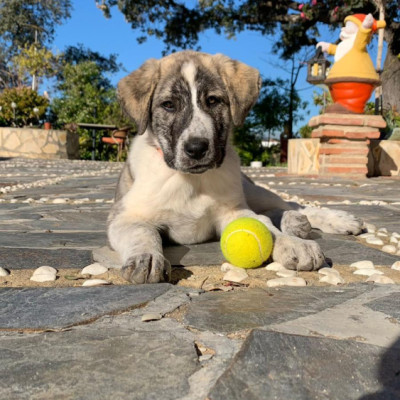 Estrella