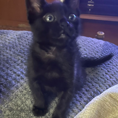 Daemon