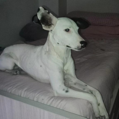 NELA