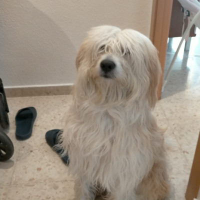 Coco