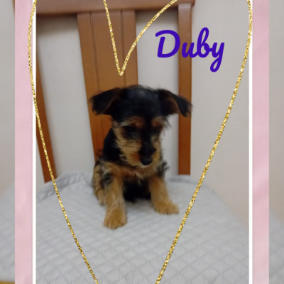 Duby