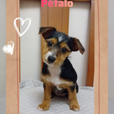 Pétalo