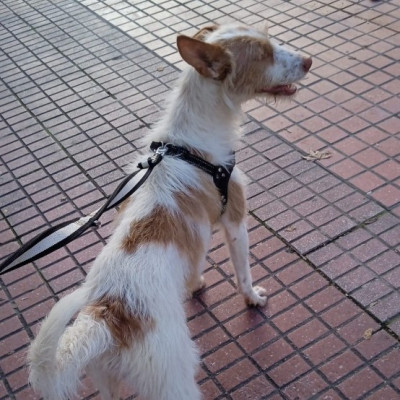 Ada