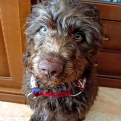 Brownie