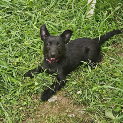 Paka