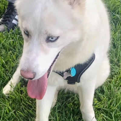 Nymeria
