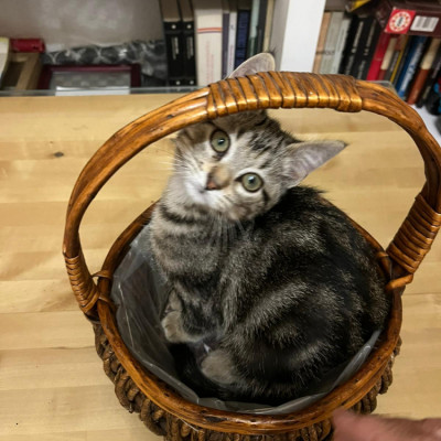 Bubu