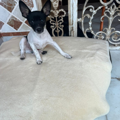 Manu