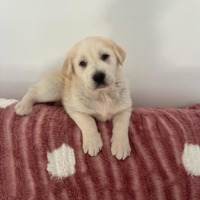 GRETA