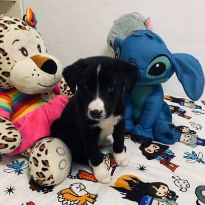 OREO