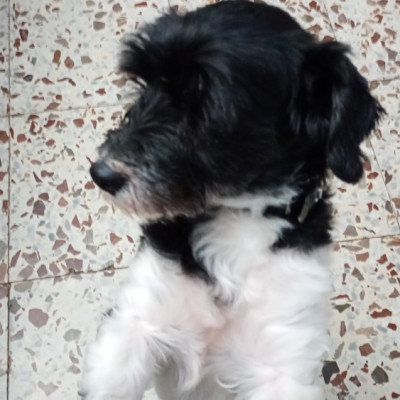 CHARLIE