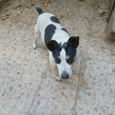 MANOLITO