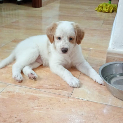 ALGODÓN