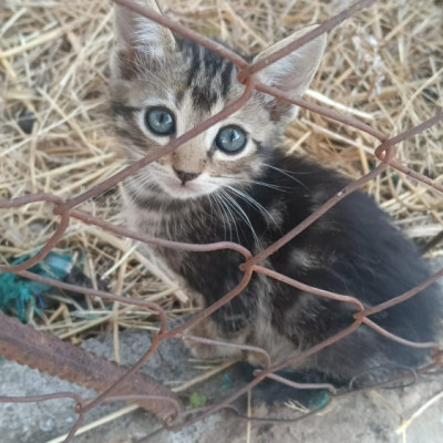 OLI