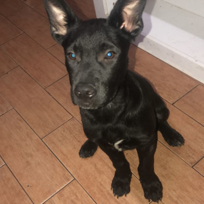 KEKO