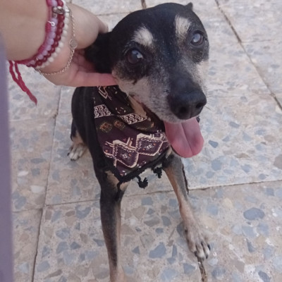 PANCHO