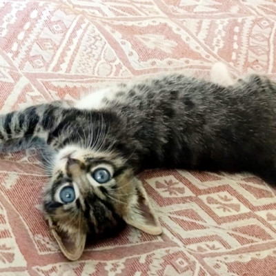 TIGRE