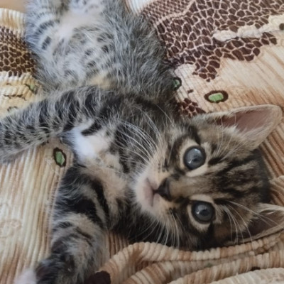 TIGRE