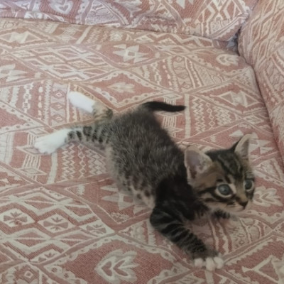 TIGRE