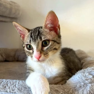 ATENEA