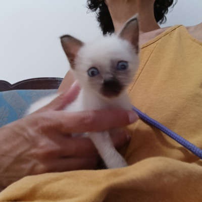 STICH