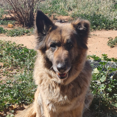 SARA