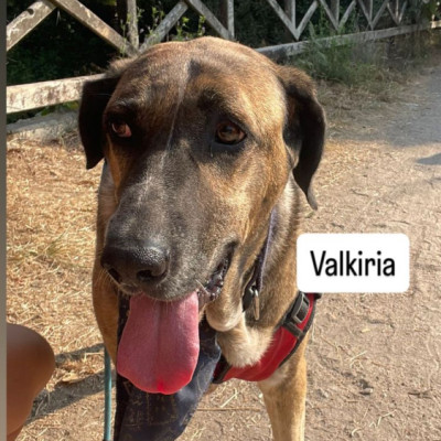 Valkiria