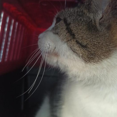 Mamitelerita Parrulo