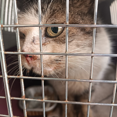 Mamitelerita Parrulo