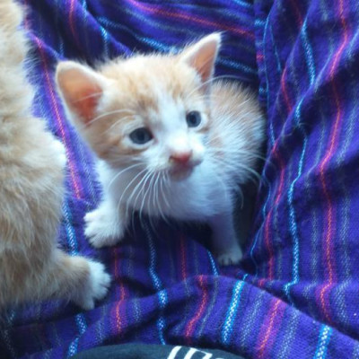 Foto de Loki
