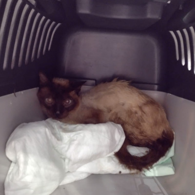 Levi Ces Mondariz Balneario